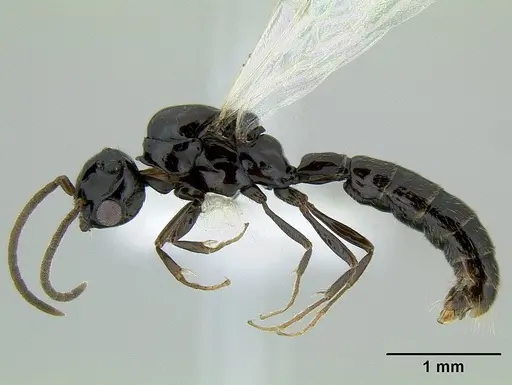 Acanthostichus davisi - CASENT0106228