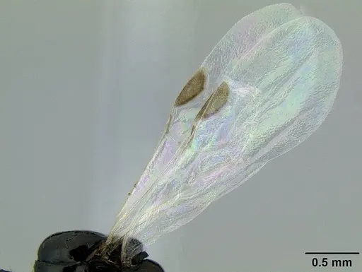 Acanthostichus davisi - CASENT0106228