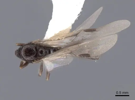 Acanthostichus davisi - FMNHINS0000045042