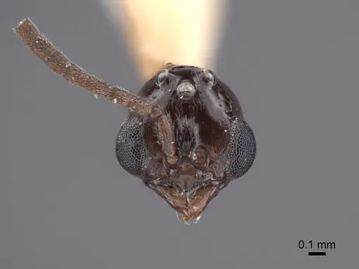 Acanthostichus davisi - FMNHINS0000045042