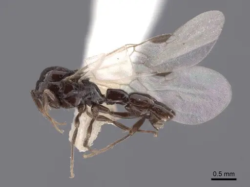 Acanthostichus davisi - FMNHINS0000045042