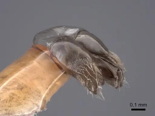 Acanthostichus davisi - FMNHINS0000045042