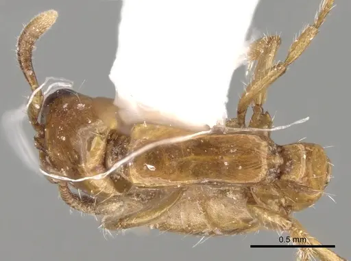 Acanthostichus femoralis specimen