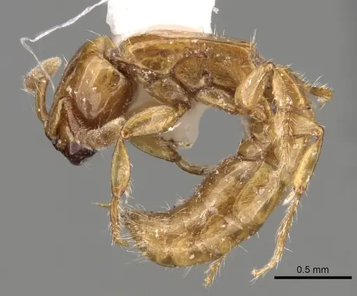 Acanthostichus femoralis - CASENT0281967