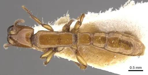 Acanthostichus femoralis - CASENT0911125