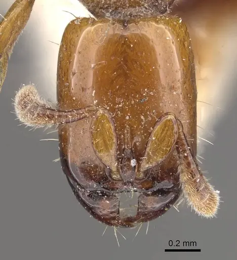 Acanthostichus femoralis - CASENT0911125