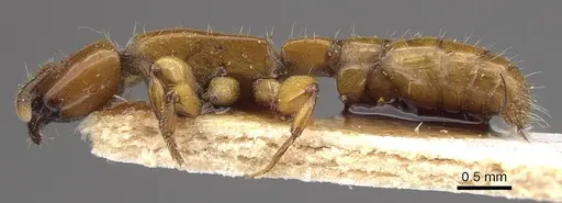 Acanthostichus femoralis - CASENT0911125