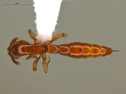 Acanthostichus femoralis - ECOFOG-HC-0087-01