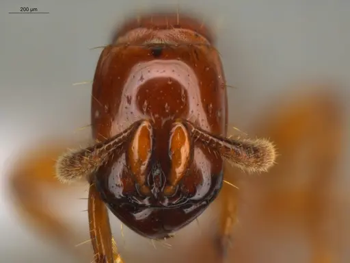 Acanthostichus femoralis - ECOFOG-HC-0087-01