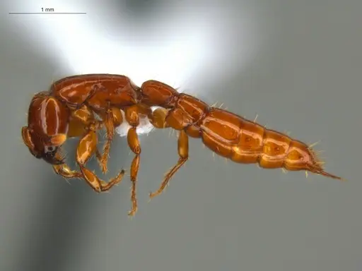 Acanthostichus femoralis - ECOFOG-HC-0087-01