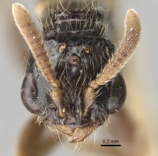 Acanthostichus fuscipennis specimen