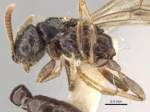 Acanthostichus fuscipennis - CASENT0281969