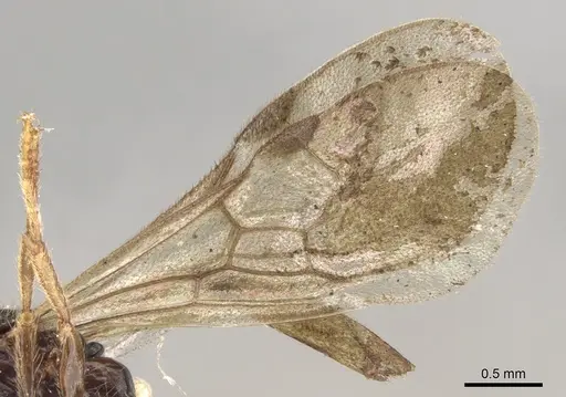 Acanthostichus fuscipennis - CASENT0281969