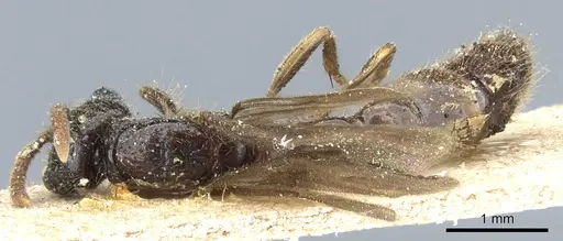 Acanthostichus fuscipennis - CASENT0903783