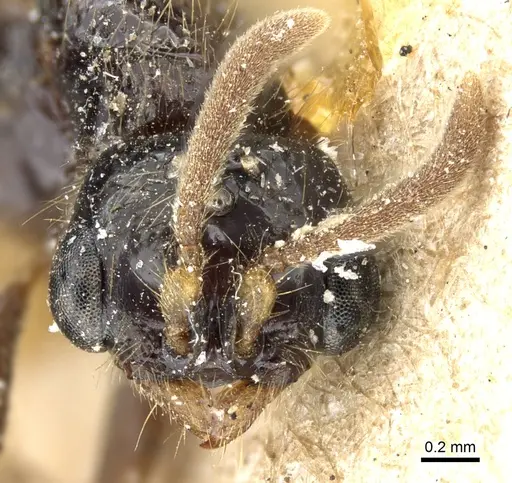 Acanthostichus fuscipennis - CASENT0903783