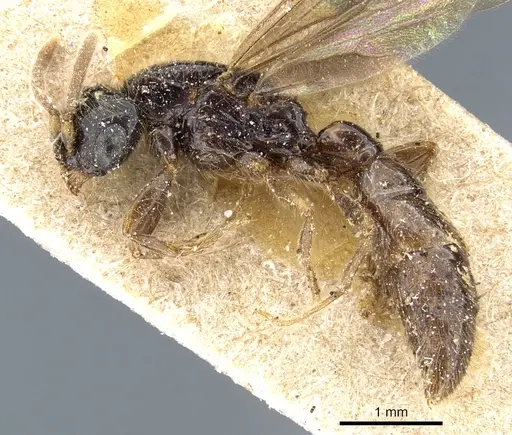 Acanthostichus fuscipennis - CASENT0903783