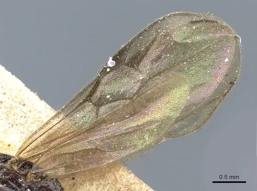 Acanthostichus fuscipennis - CASENT0903783