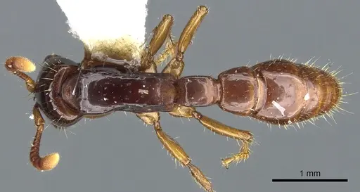 Acanthostichus laevigatus specimen