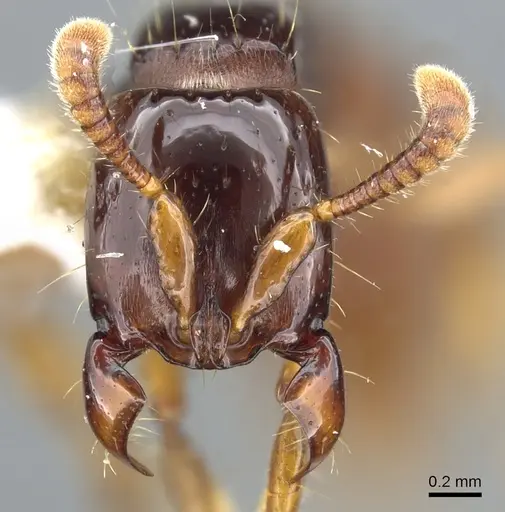 Acanthostichus laevigatus specimen