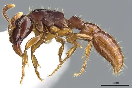 Acanthostichus laevigatus specimen