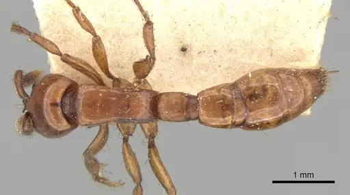 Acanthostichus laticornis specimen