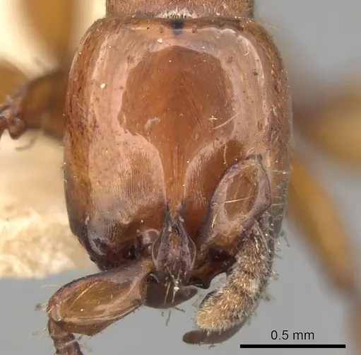 Acanthostichus laticornis specimen