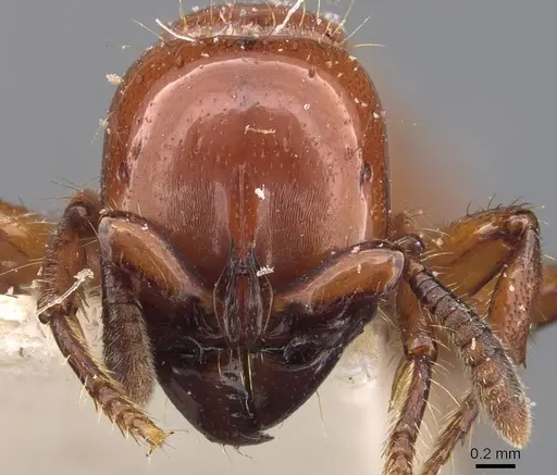 Acanthostichus laticornis - CASENT0907071