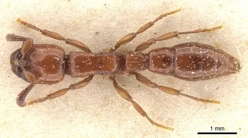 Acanthostichus laticornis - CASENT0911256