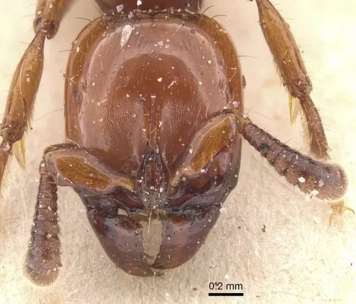 Acanthostichus laticornis - CASENT0911256