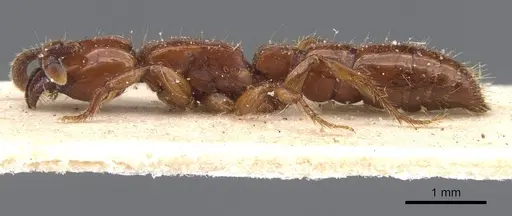 Acanthostichus laticornis - CASENT0911256