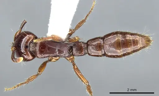 Acanthostichus lattkei specimen