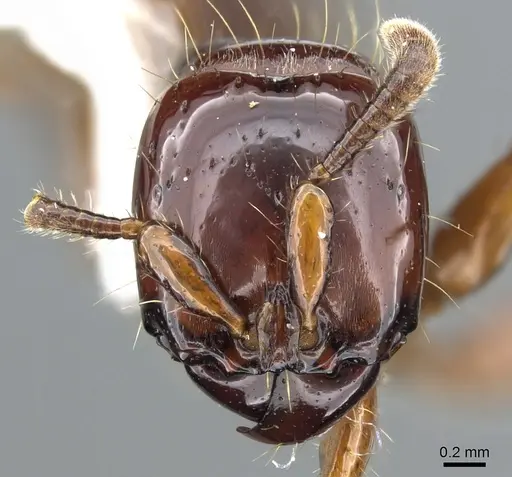 Acanthostichus lattkei specimen