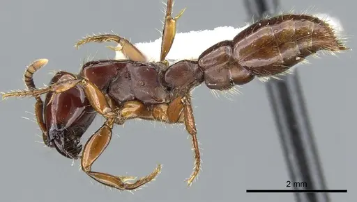 Acanthostichus lattkei specimen