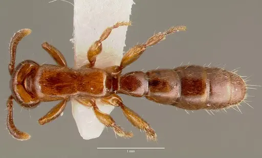 Acanthostichus punctiscapus specimen