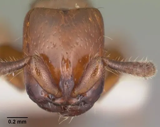Acanthostichus punctiscapus specimen
