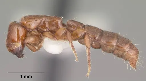 Acanthostichus punctiscapus specimen
