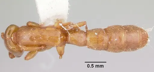 Acanthostichus punctiscapus - CASENT0103132