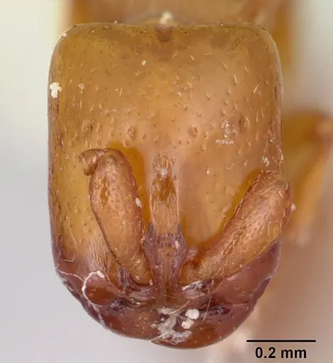 Acanthostichus punctiscapus - CASENT0103132