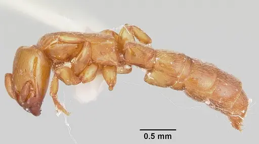 Acanthostichus punctiscapus - CASENT0103132