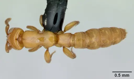 Acanthostichus punctiscapus - CASENT0173204