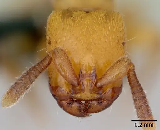 Acanthostichus punctiscapus - CASENT0173204