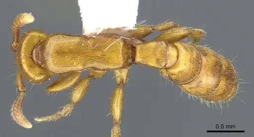 Acanthostichus punctiscapus - CASENT0903672