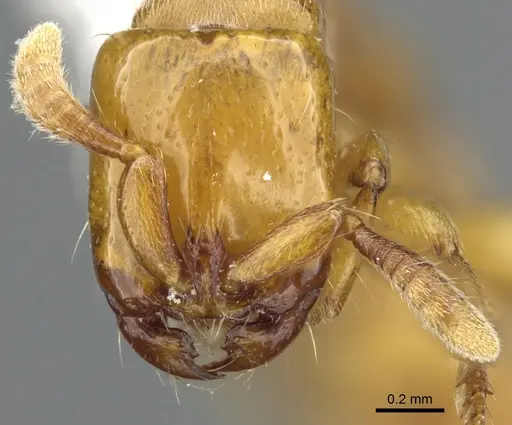 Acanthostichus punctiscapus - CASENT0903672