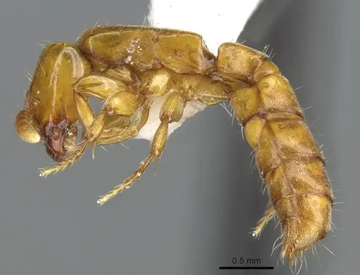 Acanthostichus punctiscapus - CASENT0903672