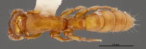 Acanthostichus punctiscapus - FMNHINS0000047309
