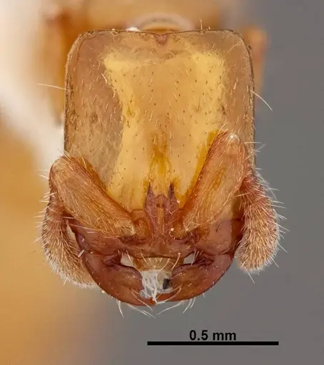 Acanthostichus punctiscapus - FMNHINS0000047309