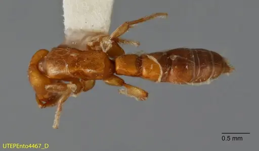 Acanthostichus punctiscapus - UTEPENTO4467