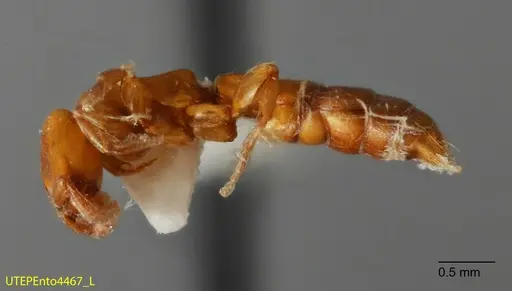 Acanthostichus punctiscapus - UTEPENTO4467