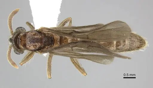 Acanthostichus quadratus specimen