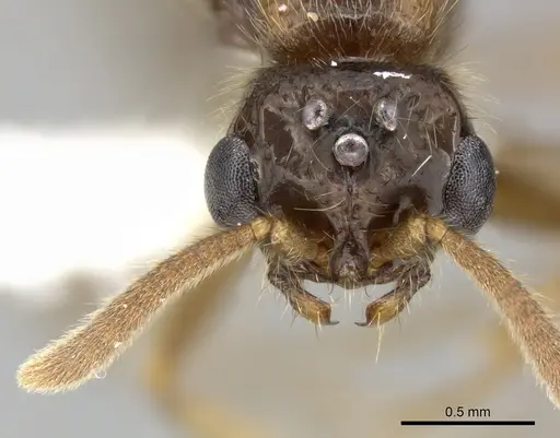 Acanthostichus quadratus specimen
